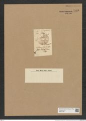 Auliscus elegans Grev. (de-Toni-Nr.: Genus 171, Species 4330) Zeichnungen Sammlung Grunow Nr. 7898 (NHMW-BOT-W0377166)